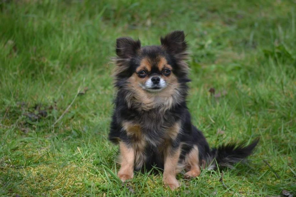 Les Chihuahua de l'affixe Du Repère Des Poilus