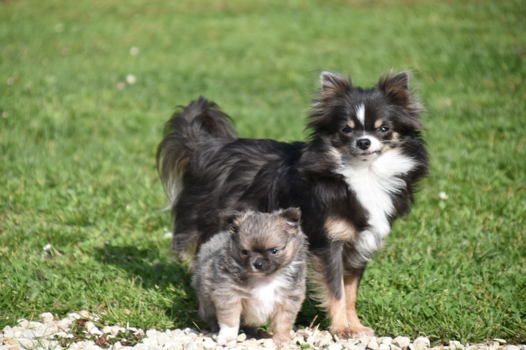 chiot Chihuahua Du Repère Des Poilus