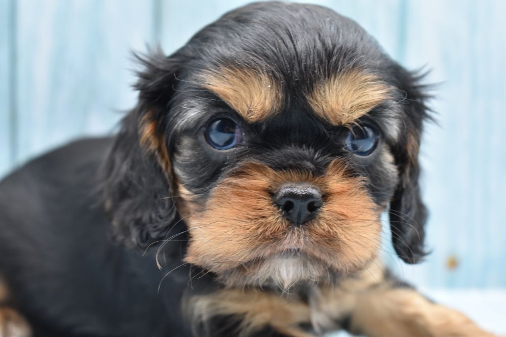 Du Repère Des Poilus - Chiot disponible  - Cavalier King Charles Spaniel