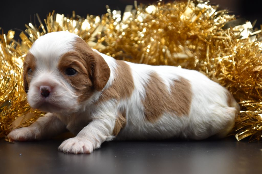 Du Repère Des Poilus - Chiot disponible  - Cavalier King Charles Spaniel