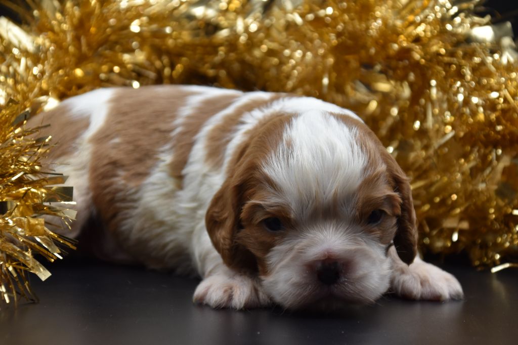 Du Repère Des Poilus - Chiot disponible  - Cavalier King Charles Spaniel