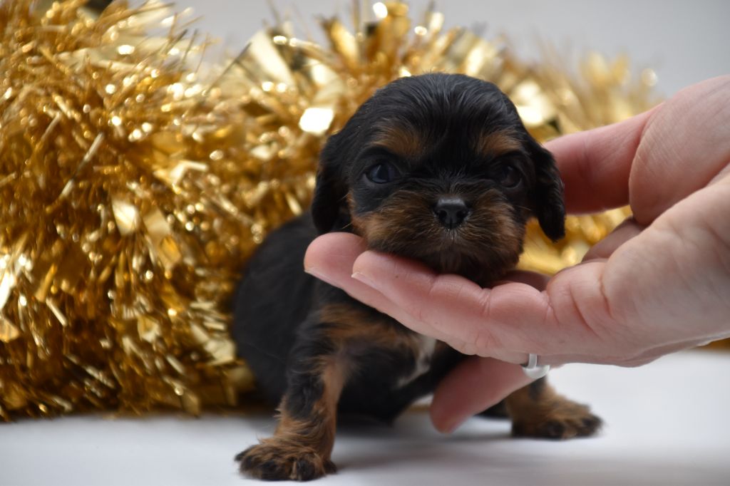 Du Repère Des Poilus - Chiot disponible  - Cavalier King Charles Spaniel