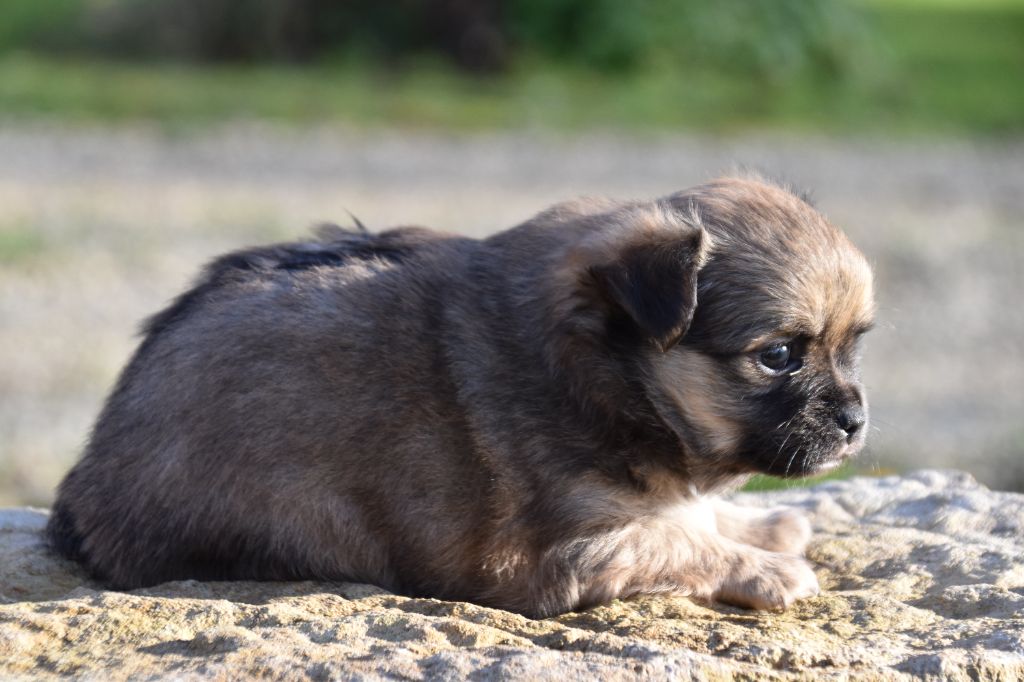 Du Repère Des Poilus - Chiot disponible  - Chihuahua