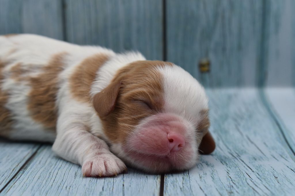 Du Repère Des Poilus - Chiot disponible  - Cavalier King Charles Spaniel