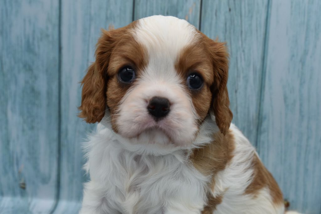 Du Repère Des Poilus - Chiot disponible  - Cavalier King Charles Spaniel