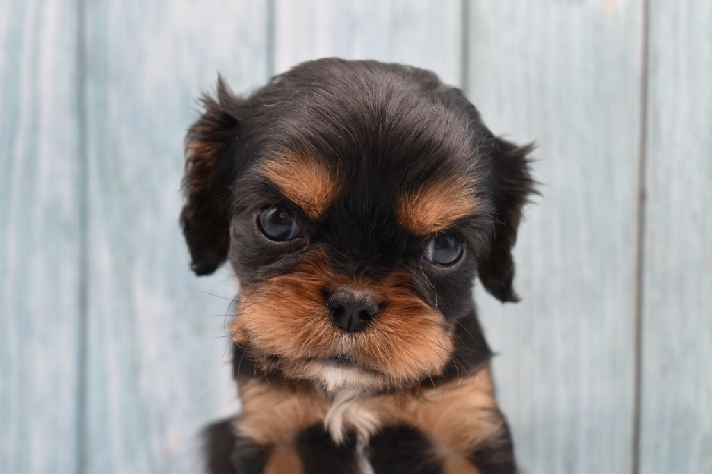 Du Repère Des Poilus - Chiot disponible  - Cavalier King Charles Spaniel