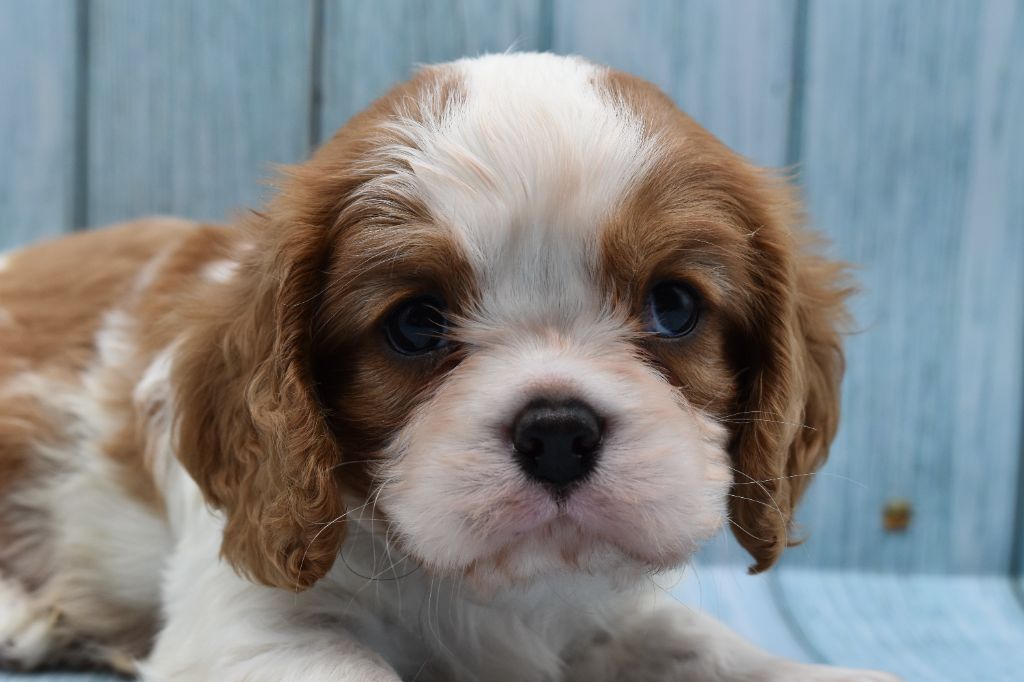 Du Repère Des Poilus - Chiot disponible  - Cavalier King Charles Spaniel