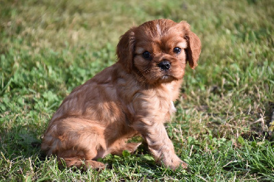 Du Repère Des Poilus - Cavalier King Charles Spaniel - Portée née le 22/06/2024