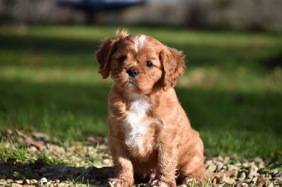 Du Repère Des Poilus - Cavalier King Charles Spaniel - Portée née le 11/10/2024