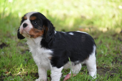 Du Repère Des Poilus - Cavalier King Charles Spaniel - Portée née le 30/05/2024