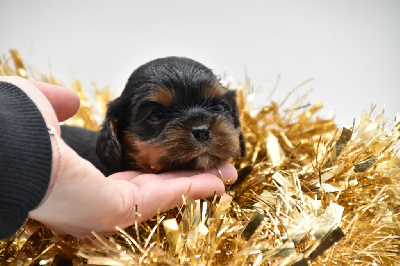 Du Repère Des Poilus - Cavalier King Charles Spaniel - Portée née le 01/12/2024