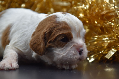 Du Repère Des Poilus - Cavalier King Charles Spaniel - Portée née le 06/12/2024