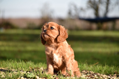 Du Repère Des Poilus - Cavalier King Charles Spaniel - Portée née le 11/10/2024