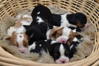 Du Repère Des Poilus - Cavalier King Charles Spaniel - Portée née le 16/02/2024