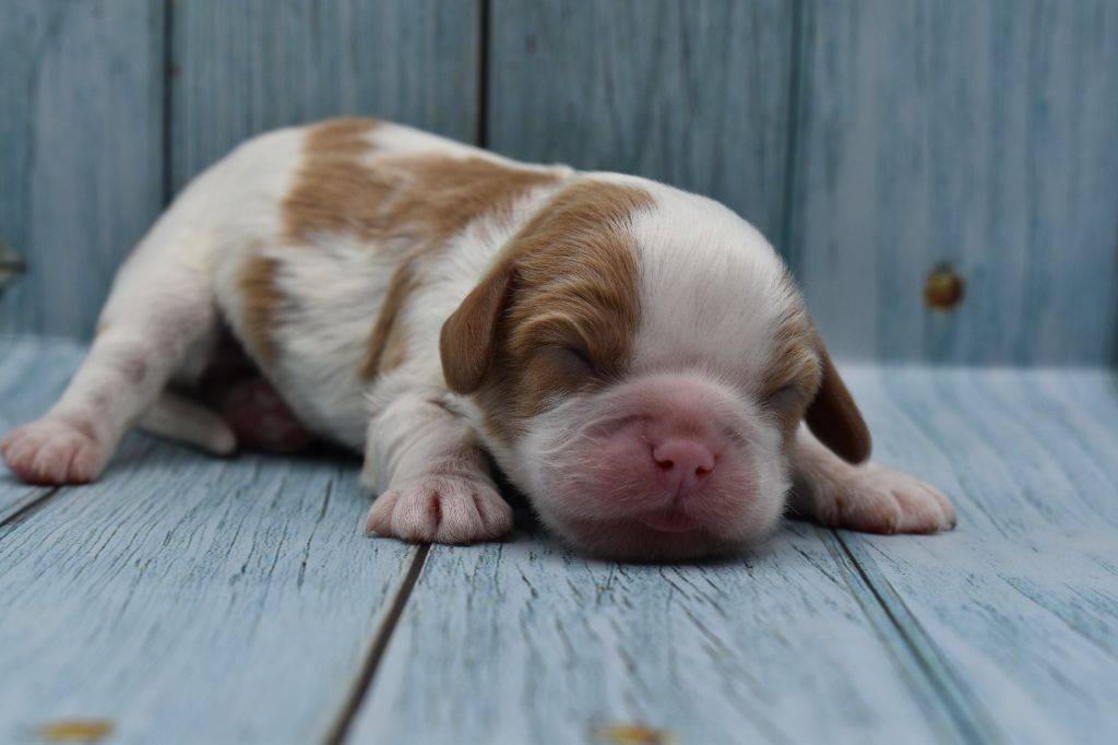 Du Repère Des Poilus - Chiot disponible  - Cavalier King Charles Spaniel