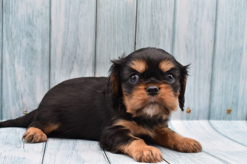 Du Repère Des Poilus - Chiot disponible  - Cavalier King Charles Spaniel