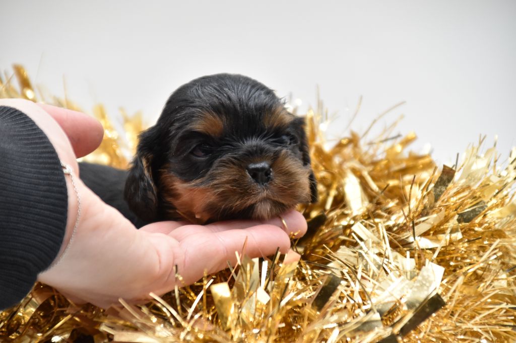 Du Repère Des Poilus - Chiot disponible  - Cavalier King Charles Spaniel