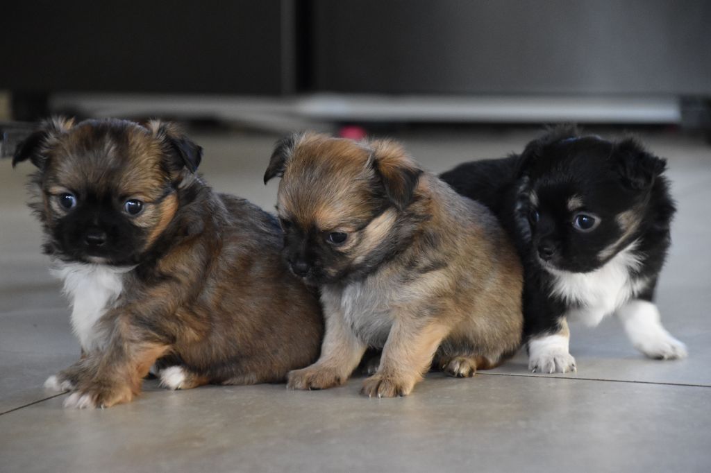 chiot Chihuahua Du Repère Des Poilus