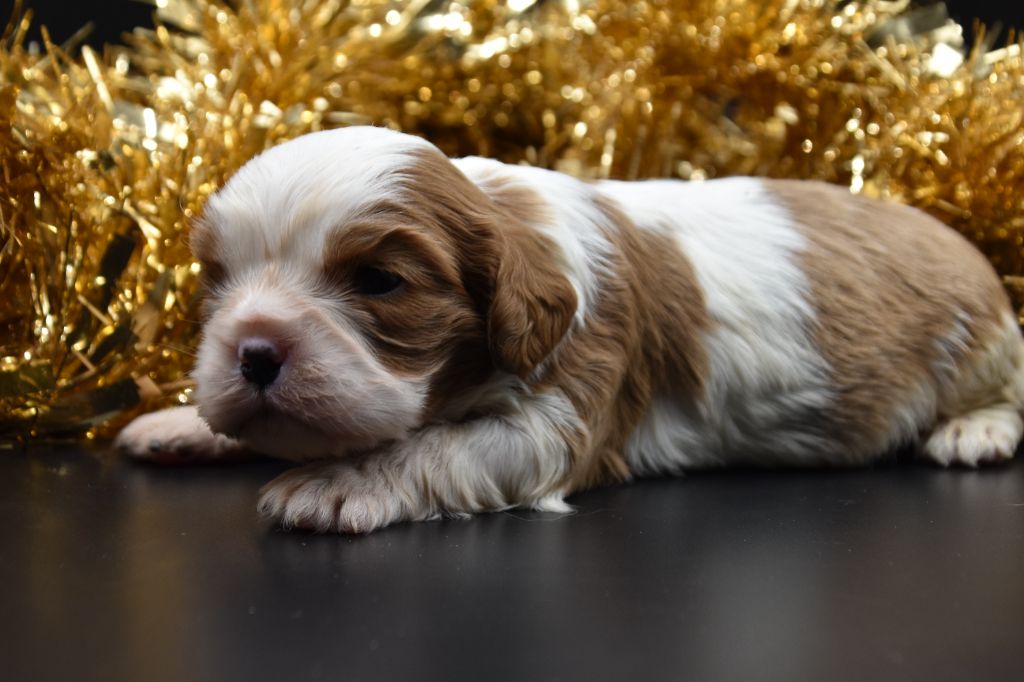 Du Repère Des Poilus - Chiot disponible  - Cavalier King Charles Spaniel