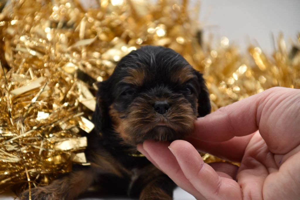 Du Repère Des Poilus - Chiot disponible  - Cavalier King Charles Spaniel