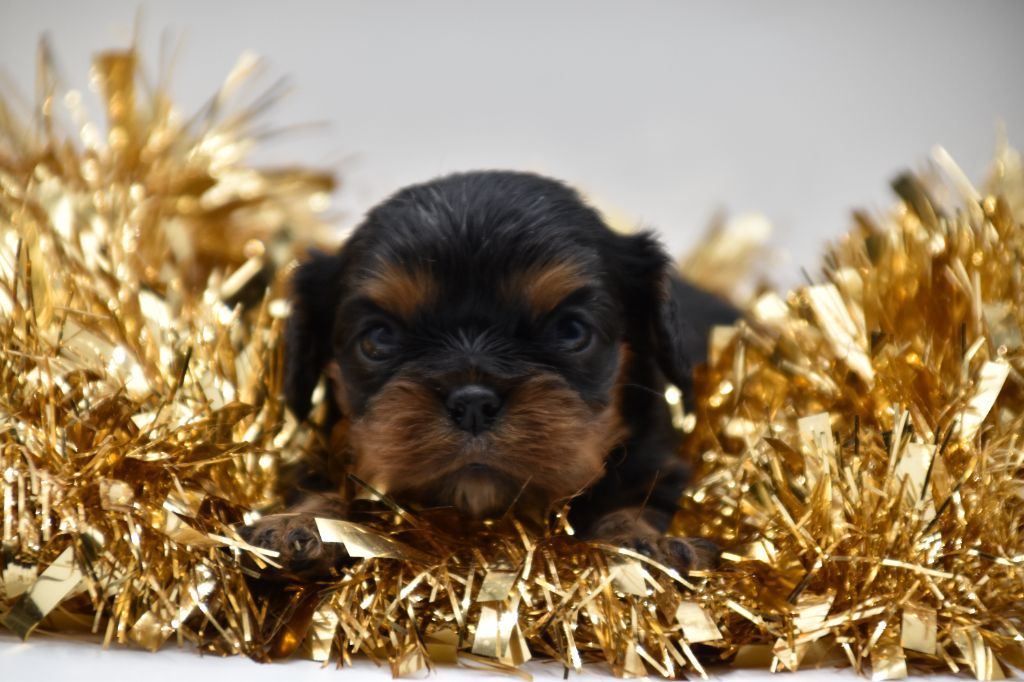 Du Repère Des Poilus - Chiot disponible  - Cavalier King Charles Spaniel