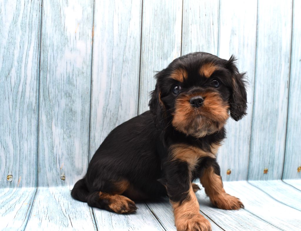 Du Repère Des Poilus - Chiot disponible  - Cavalier King Charles Spaniel