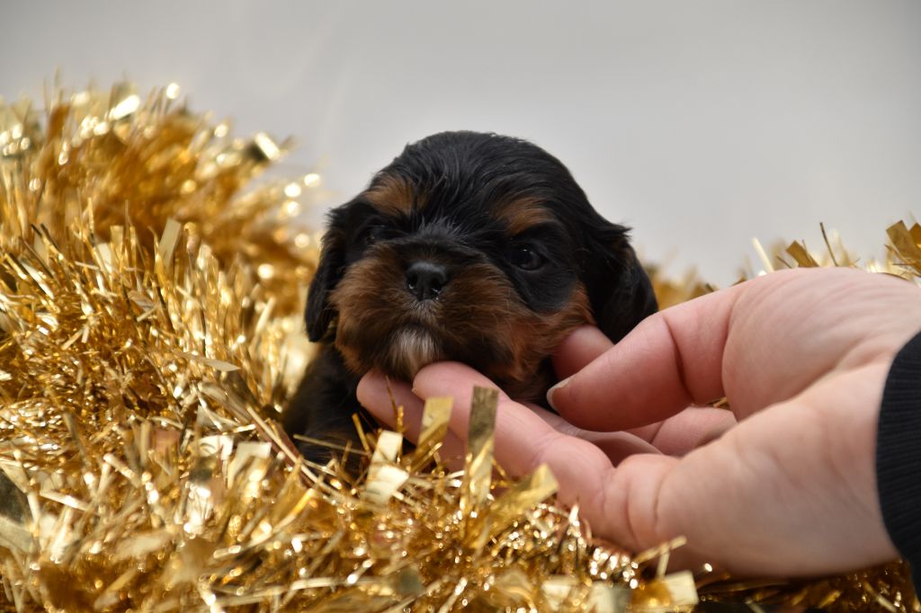 Du Repère Des Poilus - Chiot disponible  - Cavalier King Charles Spaniel