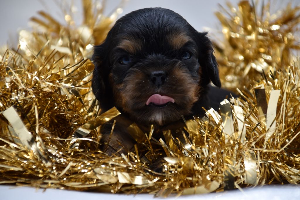 Du Repère Des Poilus - Chiot disponible  - Cavalier King Charles Spaniel