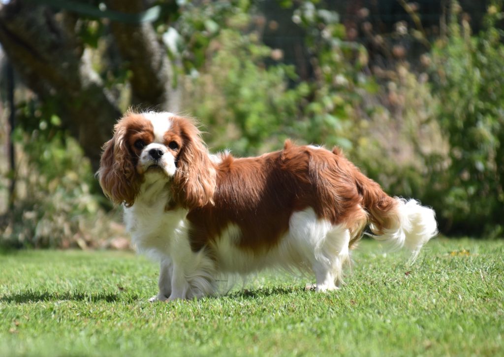 Une composition Du Mas Ensoleillé