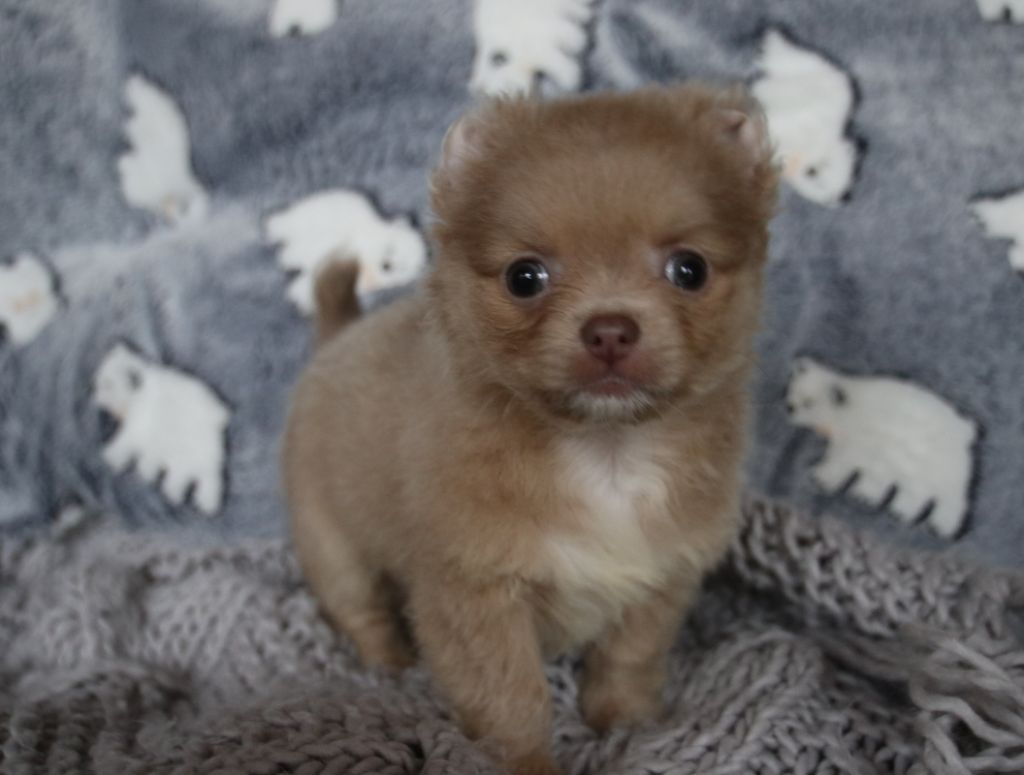 Du Repère Des Poilus - Chihuahua - Portée née le 17/09/2020