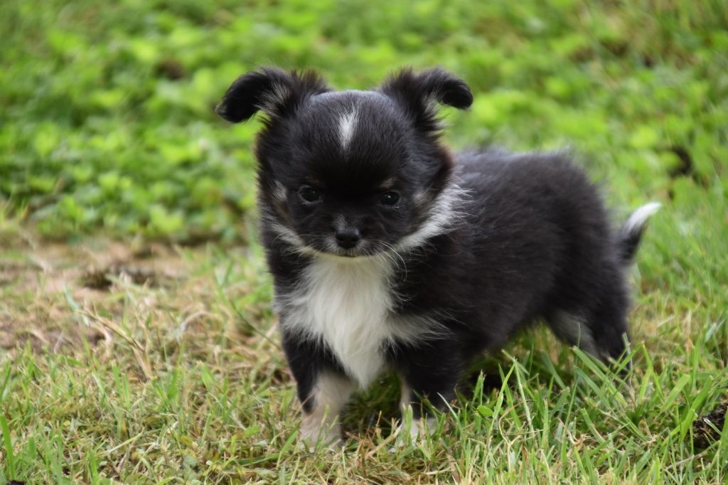 Du Repère Des Poilus - Chiots disponibles - Chihuahua