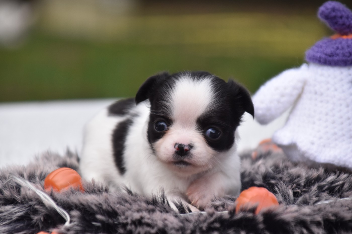 Du Repère Des Poilus - Chiots disponibles - Chihuahua