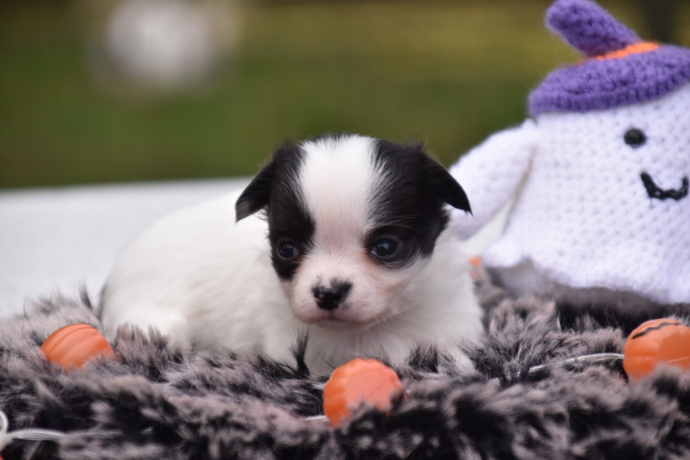 Du Repère Des Poilus - Chiots disponibles - Chihuahua