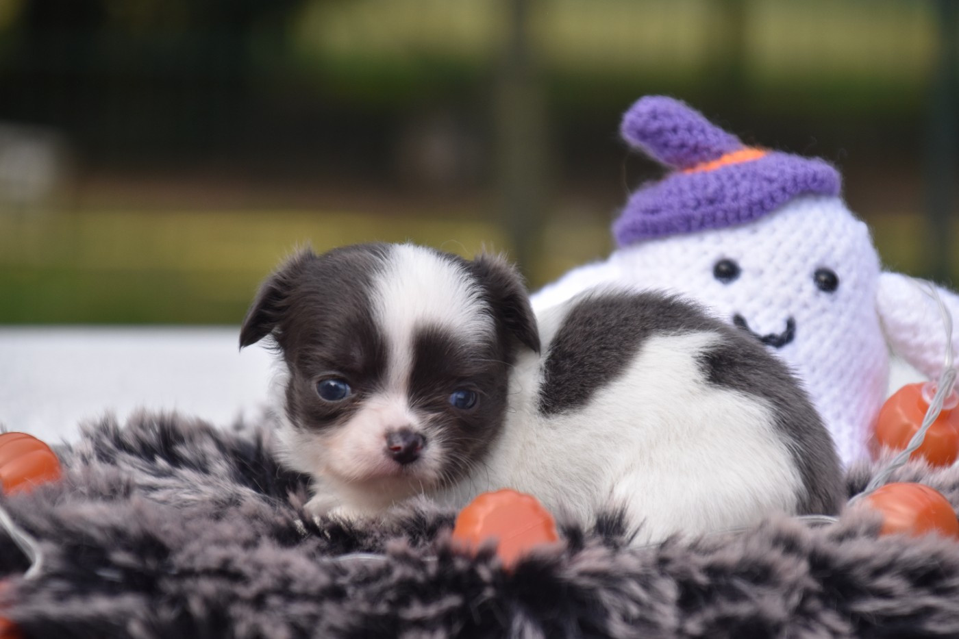 Du Repère Des Poilus - Chiots disponibles - Chihuahua