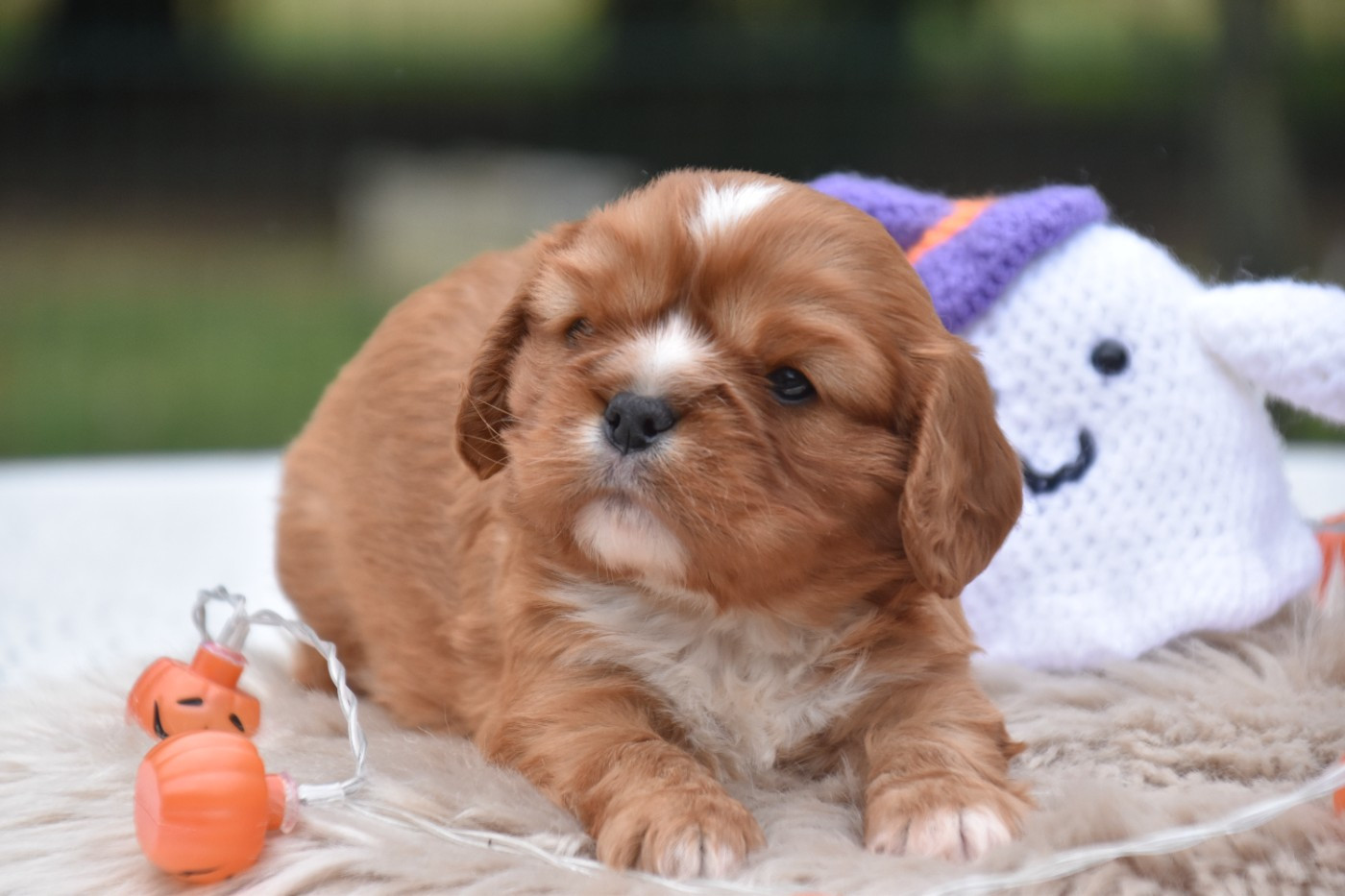Du Repère Des Poilus - Cavalier King Charles Spaniel - Portée née le 30/09/2025