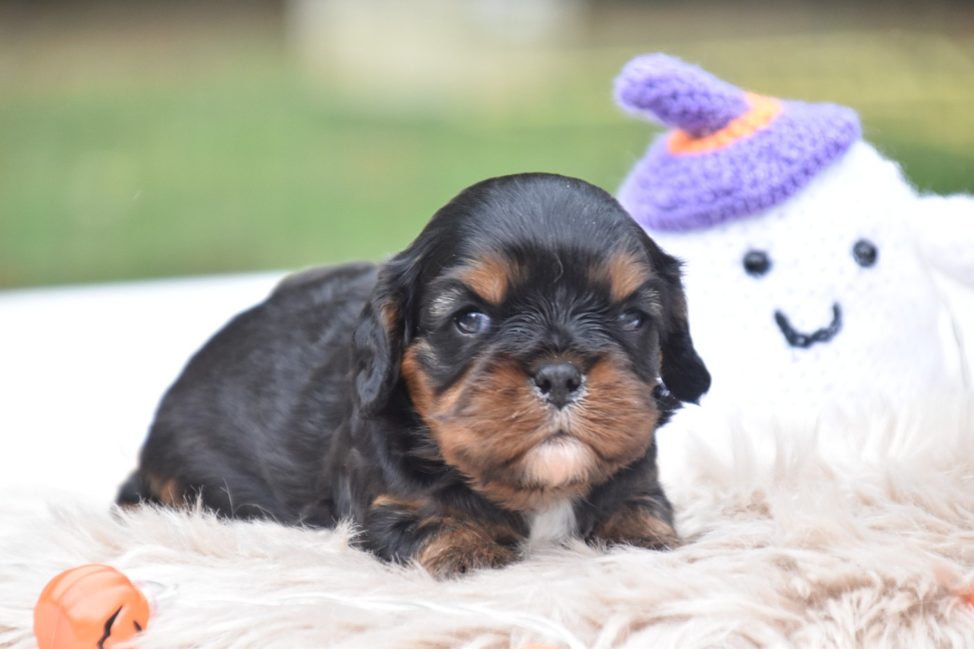Du Repère Des Poilus - Chiots disponibles - Cavalier King Charles Spaniel