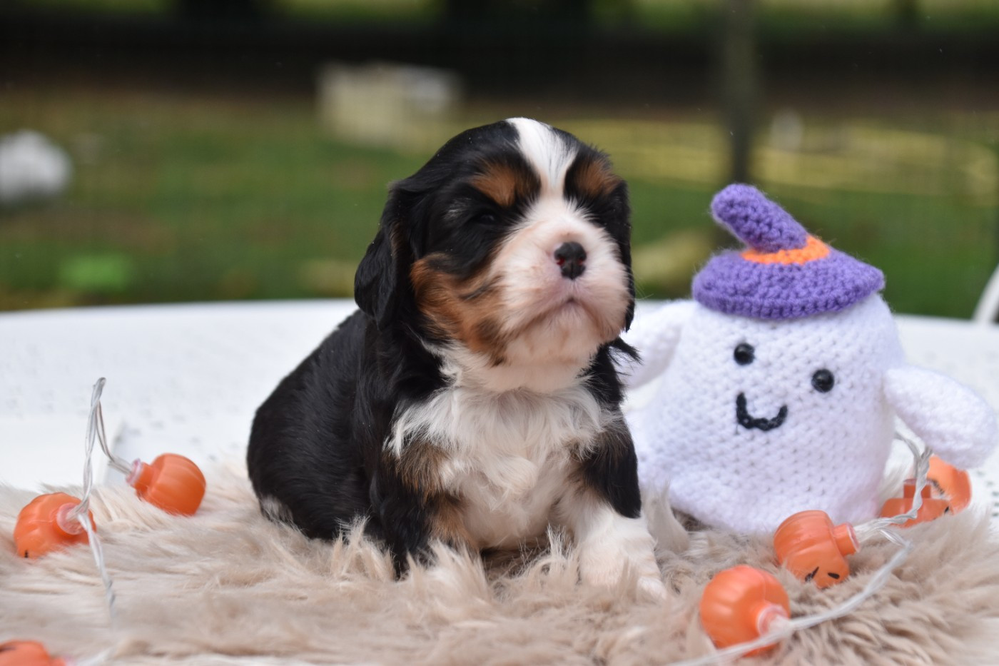Du Repère Des Poilus - Chiots disponibles - Cavalier King Charles Spaniel