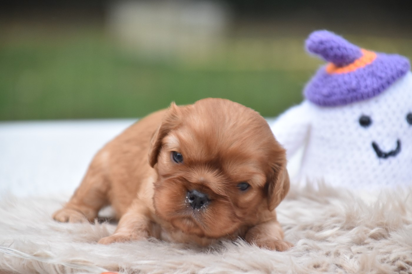 Du Repère Des Poilus - Chiots disponibles - Cavalier King Charles Spaniel