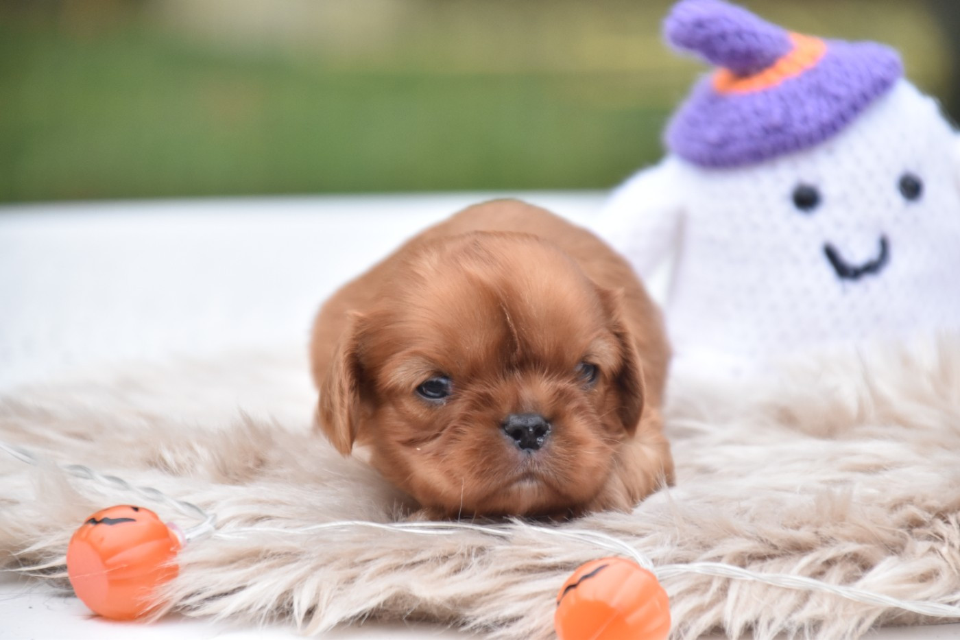 Du Repère Des Poilus - Chiots disponibles - Cavalier King Charles Spaniel