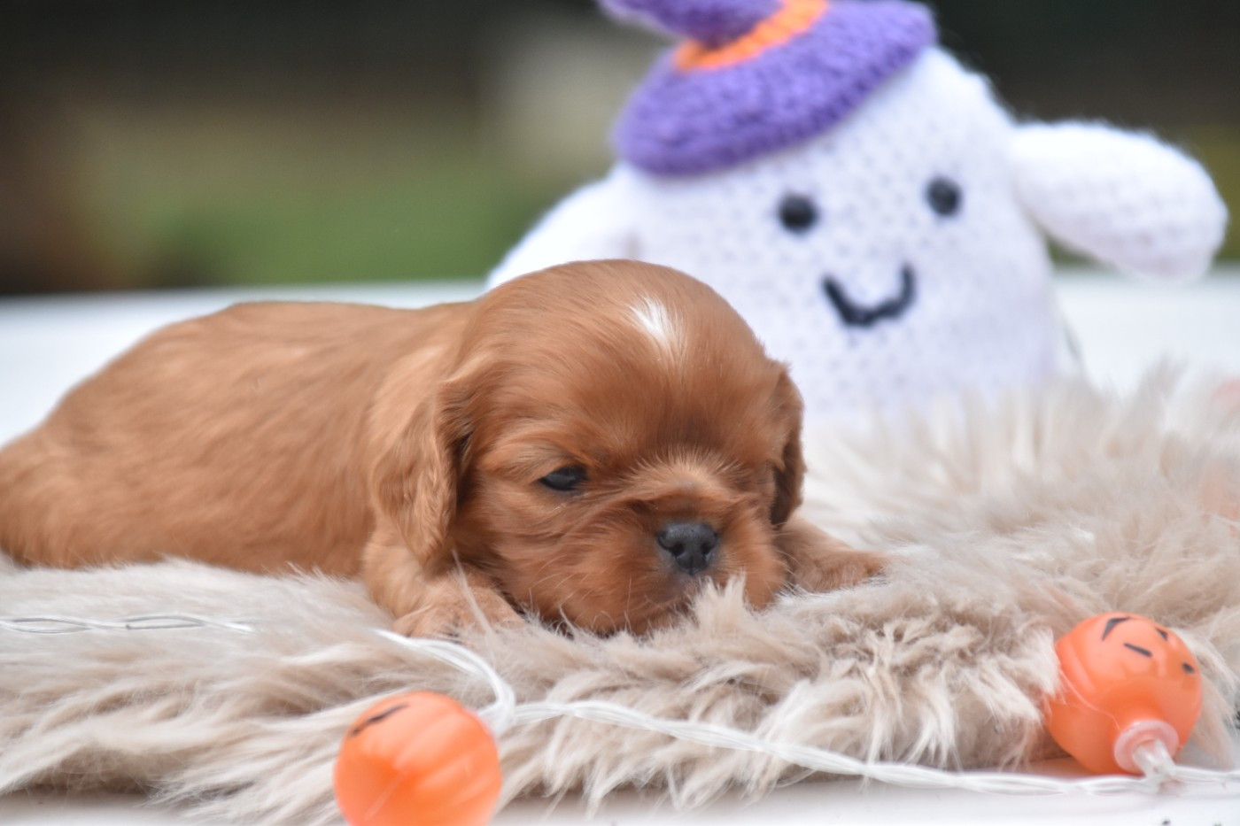 Du Repère Des Poilus - Chiots disponibles - Cavalier King Charles Spaniel