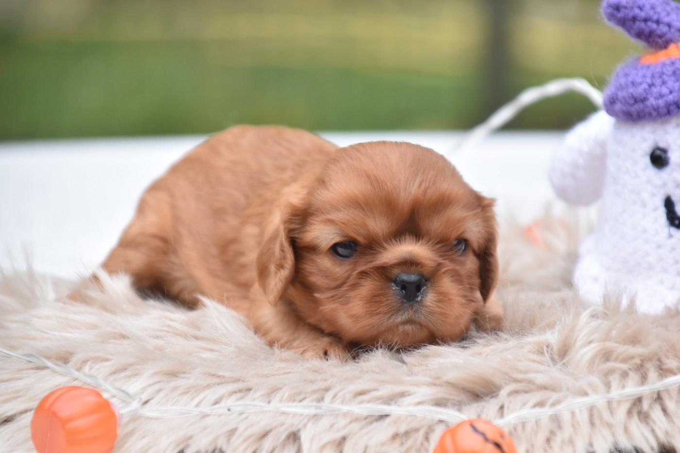Du Repère Des Poilus - Chiots disponibles - Cavalier King Charles Spaniel