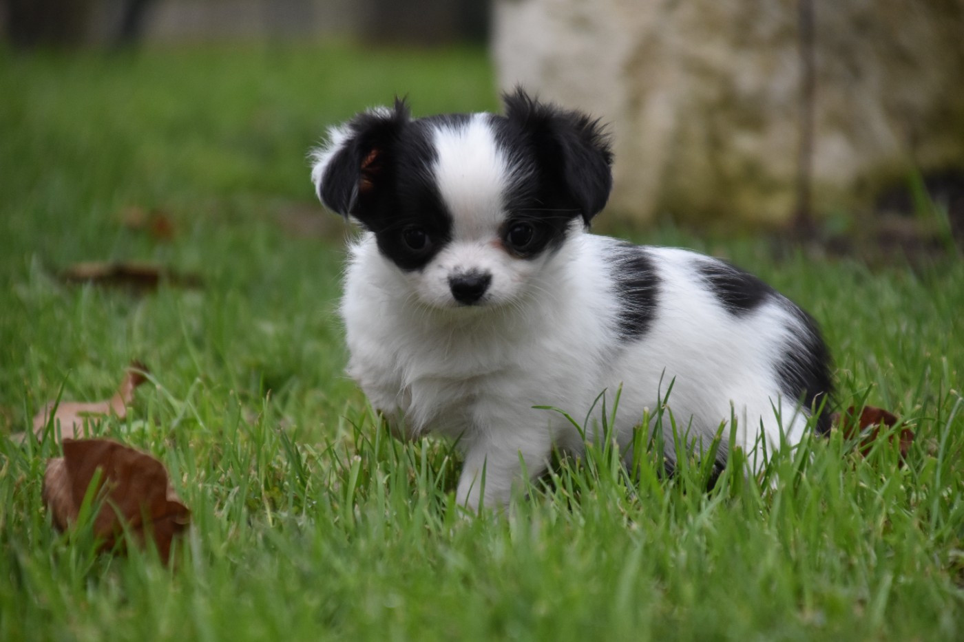 Du Repère Des Poilus - Chiots disponibles - Chihuahua