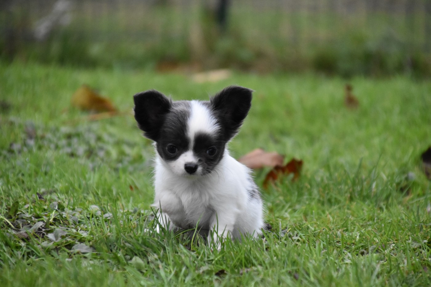 Du Repère Des Poilus - Chiots disponibles - Chihuahua