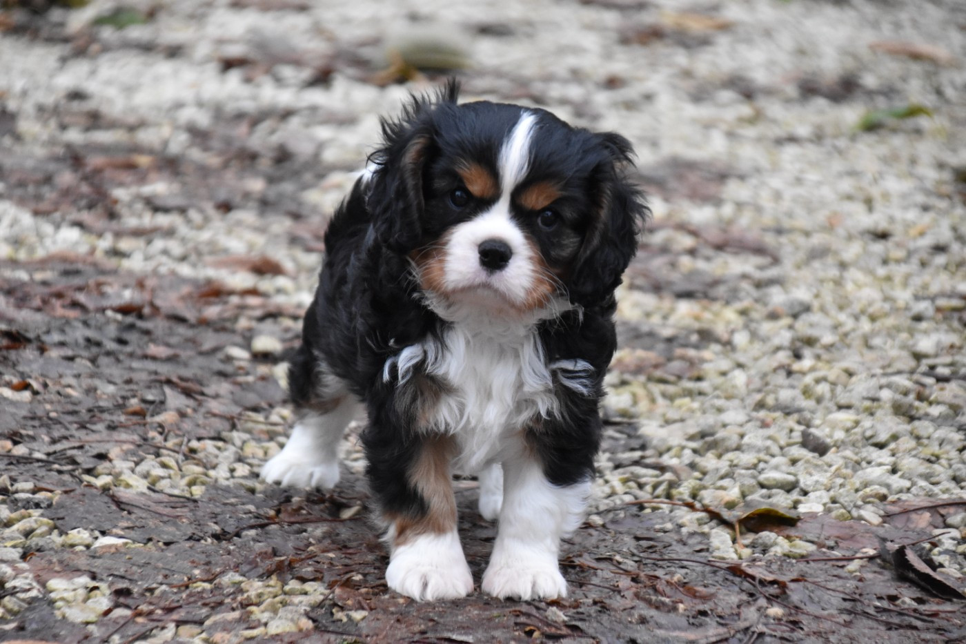 Du Repère Des Poilus - Chiots disponibles - Cavalier King Charles Spaniel