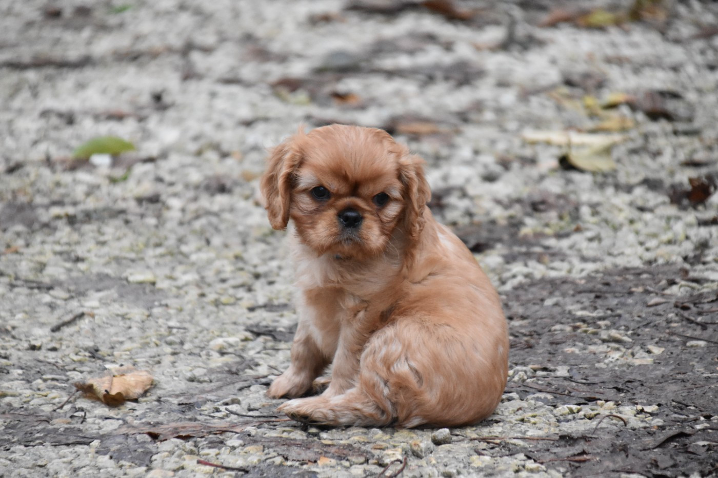 Du Repère Des Poilus - Chiots disponibles - Cavalier King Charles Spaniel