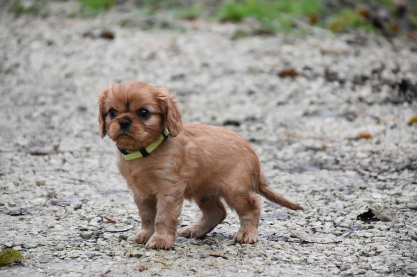 Du Repère Des Poilus - Chiots disponibles - Cavalier King Charles Spaniel
