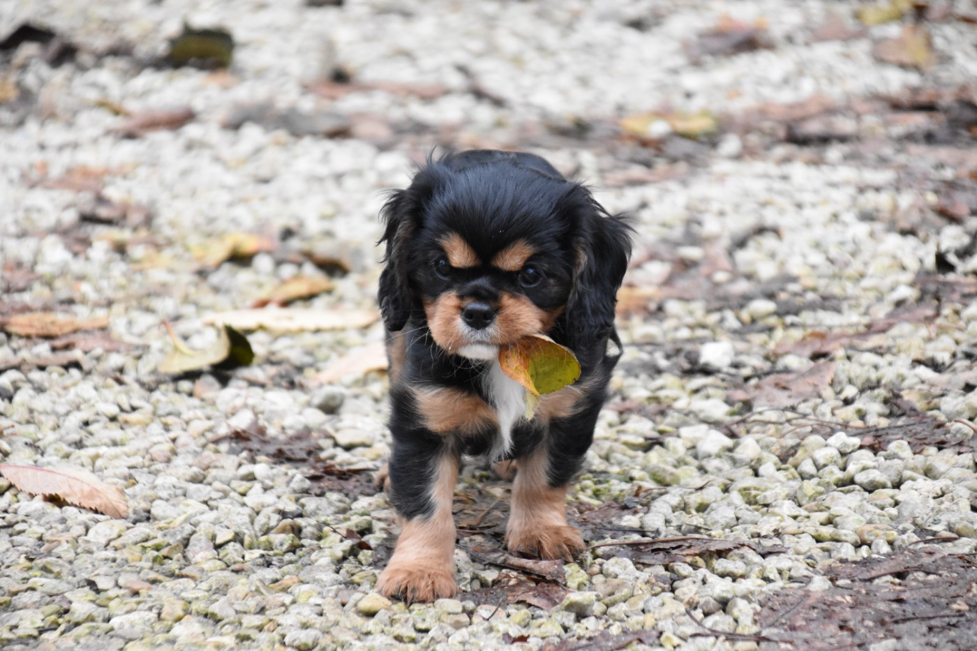 Du Repère Des Poilus - Cavalier King Charles Spaniel - Portée née le 30/09/2025