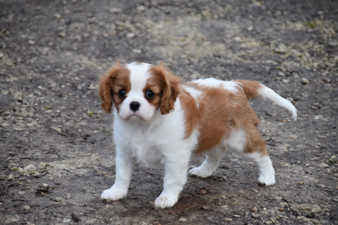 Du Repère Des Poilus - Chiots disponibles - Cavalier King Charles Spaniel