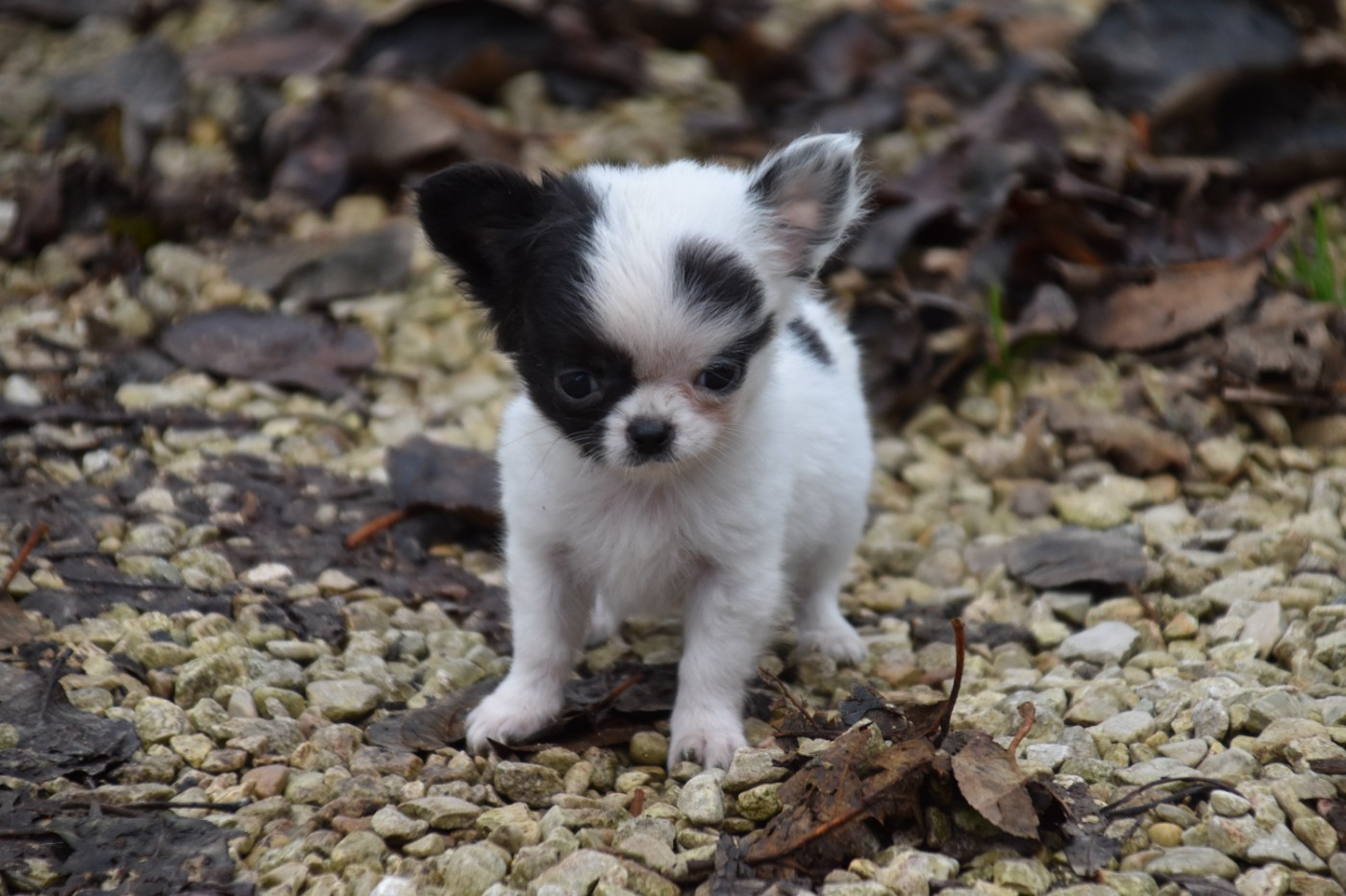 Du Repère Des Poilus - Chihuahua - Portée née le 19/10/2025