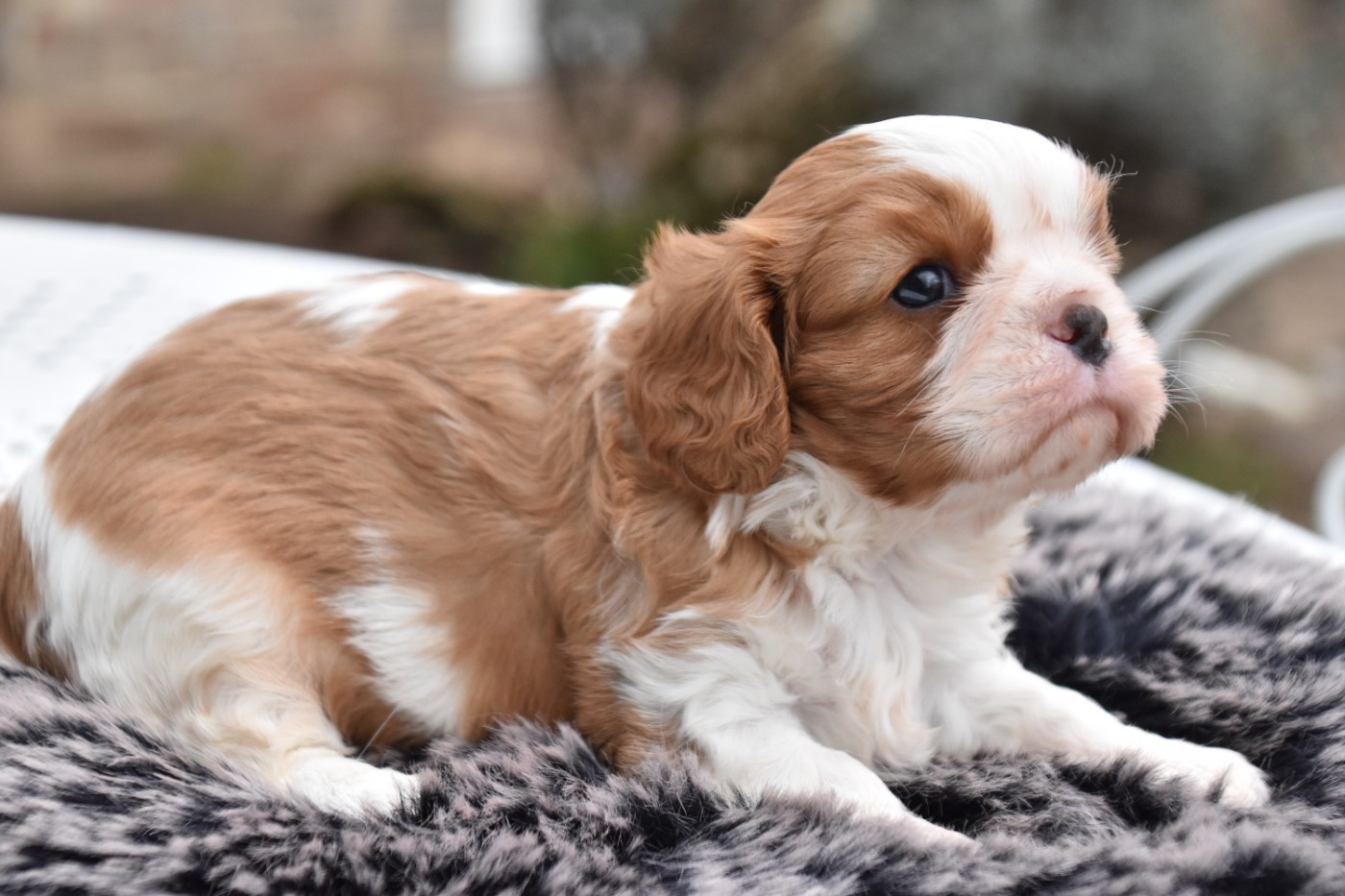 Du Repère Des Poilus - Chiots disponibles - Cavalier King Charles Spaniel